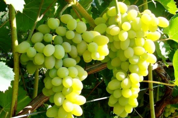 Медики рассказали о пользе винограда для сердца